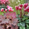 Cyclamen Outstanding 'FANTASIA®' magenta