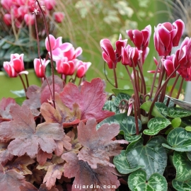 Cyclamen Outstanding 'FANTASIA®' magenta