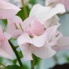 Bougainvillea 'Ada's Joy'