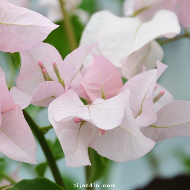 Bougainvillea 'Ada's Joy'