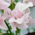 Bougainvillier 'Ada's Joy'