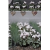 Cyclamen 'Décora' Blanc