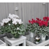 Cyclamen 'Décora' Blanc