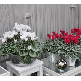 Cyclamen 'Décora' rouge