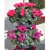 Cyclamen 'Décora' saumon
