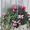 Cyclamen 'Décora' VICTORIA®