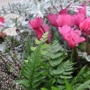 Cyclamen 'Décora' VICTORIA®
