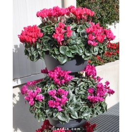 Cyclamen 'Décora' magenta