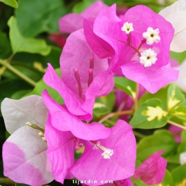 Bougainvillea 'Asia'