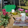 Cyclamen Outstanding 'FANTASIA®' rouge-fuchsia