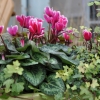 Cyclamen Outstanding 'FANTASIA®' rouge-fuchsia