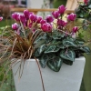 Cyclamen Outstanging 'FANTASIA®' violet foncé