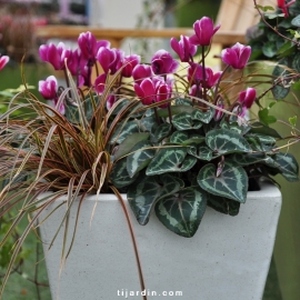 Cyclamen Outstanging 'FANTASIA®' violet foncé
