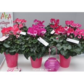 Cyclamen 'Indiaka®' fuchsia