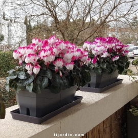 Cyclamen 'Indiaka®' fuchsia