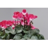 Cyclamen 'Indiaka®' magenta