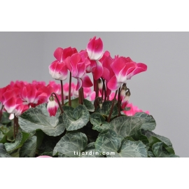 Cyclamen 'Indiaka®' magenta