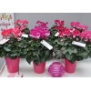 Cyclamen 'Indiaka®' saumon
