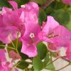 Bougainvillea 'Barbara Rosea'