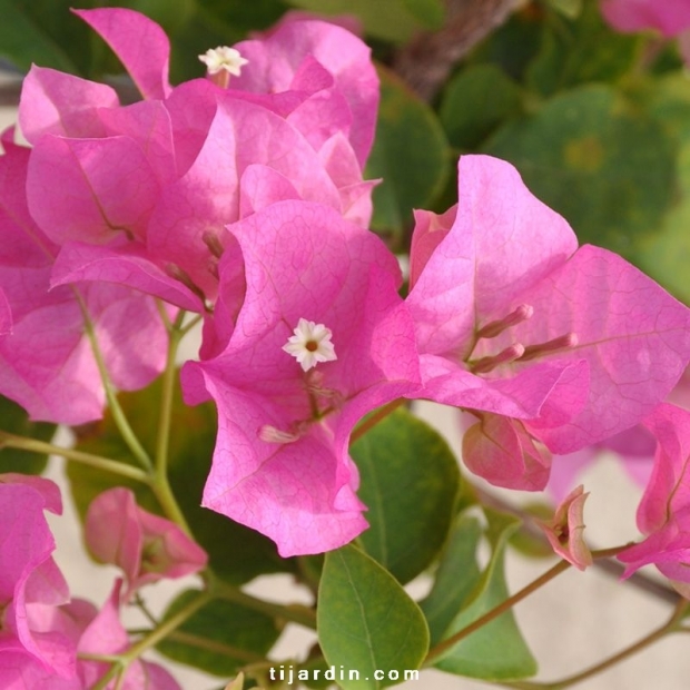 Bougainvillea 'Barbara Rosea'