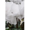 Cyclamen 'Dhiva' blanc