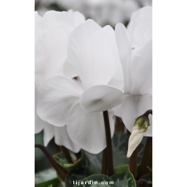 Cyclamen 'Dhiva' blanc