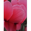Cyclamen 'Dhiva' saumon