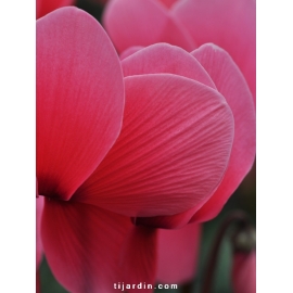Cyclamen 'Dhiva' saumon