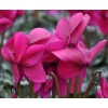 Cyclamen 'Dhiva' violet foncé