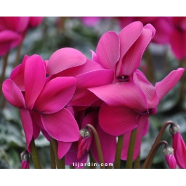 Cyclamen 'Dhiva' violet foncé