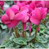 Cyclamen 'Dhiva' violet foncé
