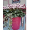 Cyclamen 'VICTORIA®' blanc au cœur et liseré rose