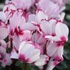 Cyclamen 'VICTORIA®' blanc au cœur et liseré rose