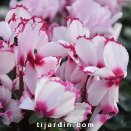 Cyclamen 'VICTORIA®' blanc au cœur et liseré rose