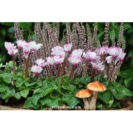 Cyclamen 'Mini' VICTORIA®