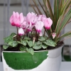 Cyclamen 'Mini' rose clair