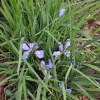 Iris d'Alger-Iris unguicularis
