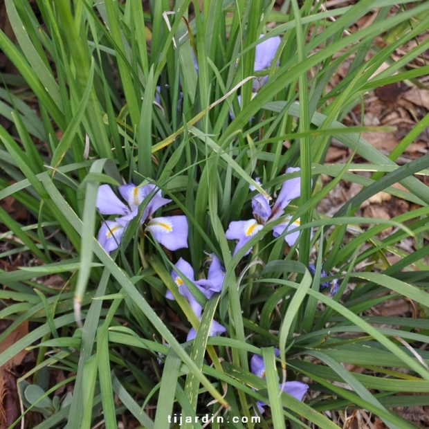 Iris d'Alger-Iris unguicularis