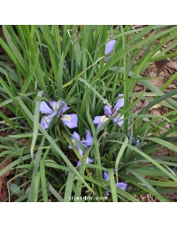 Iris d'Alger-Iris unguicularis