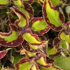 Coleus 'Caipiriatha'-Solenostemon