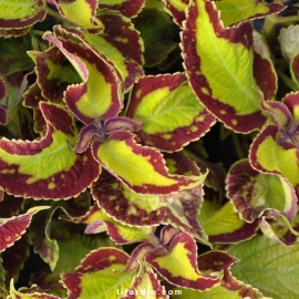 Coleus 'Saturan'-Solenostemon