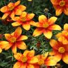 Bidens 'Bidy Gonzales'