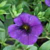 Calibrachoa 'Cabaret'