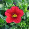 Calibrachoa 'Cabaret'