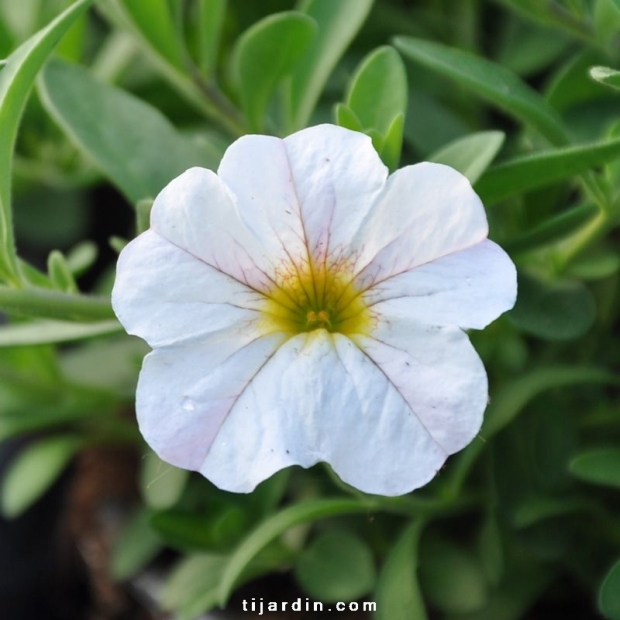 Calibrachoa 'Cabaret'