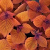 Coleus 'Spite Fire'-Solenostemon