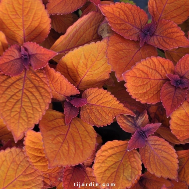 Coleus 'Spite Fire'-Solenostemon Coleus 'Spite Fire'-Solenostemon