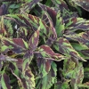 Coleus 'Purple Haze'-Solenostemon