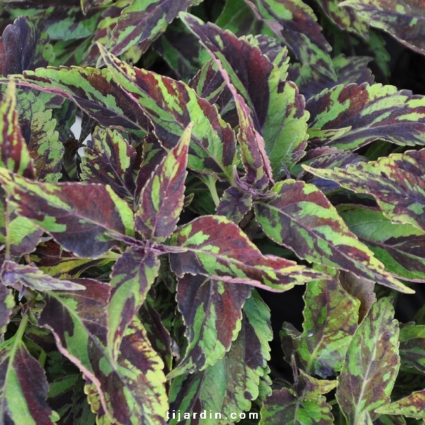 Coleus 'Purple Haze'-Solenostemon