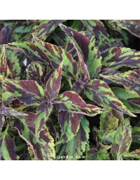 Coleus 'Purple Haze'-Solenostemon
